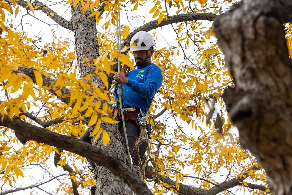 Skilled Tree Trimming crew working in Glen